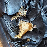 S'Mores is registered to the contest to win money with this photo: dog, cat, couch, leather, snuggling, sleeping, pet, animal, tabby_cat, black_dog, wood_floor, home_interior, resting, cozy, companion, cute, relaxation, fur, paw, indoors