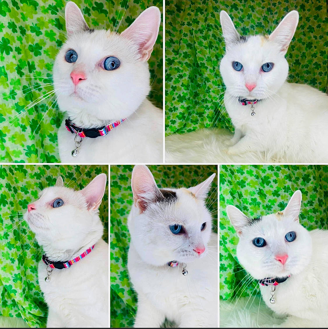 Mama is registered to the contest to win money with this photo: blue, carnivore, cat, creative_arts, facial_expression, felidae, fixture, fur, green, iris, organism, pattern, photo_caption, photograph, small_to_medium_sized_cats, snapshot, snout, vertebrate, whiskers, white