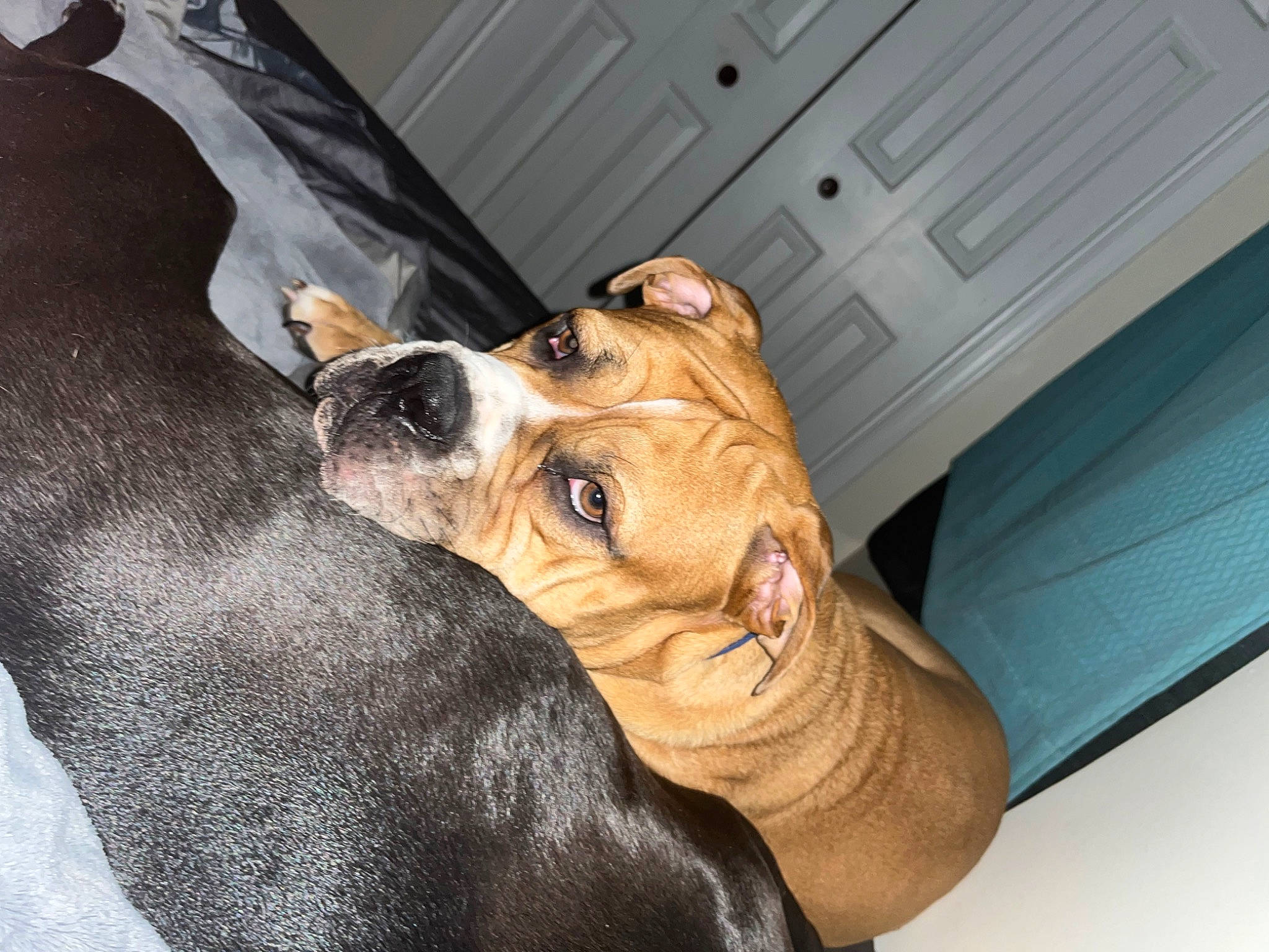 Cash is registered to the contest to win money with this photo: cabinetry, carnivore, collar, comfort, companion_dog, dog, dog_breed, drawer, ear, fawn, fur, guard_dog, paw, puppy_love, sighthound, sunglasses, toy_dog, whiskers, wood, working_animal