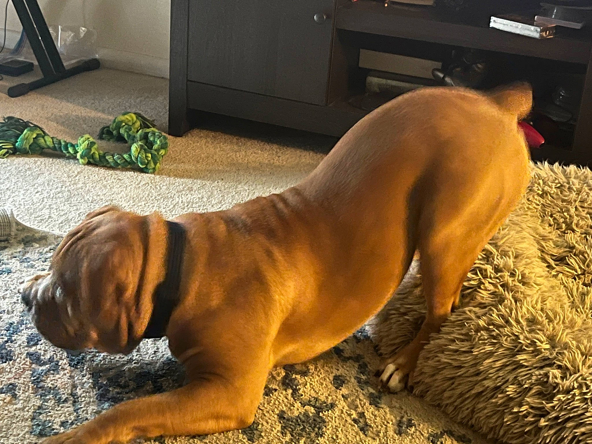 Cash is registered to the contest to win money with this photo: bulldog, canidae, carnivore, companion_dog, dog, dog_breed, fawn, flooring, grass, guard_dog, home_appliance, liver, plant, snout, sporting_group, tail, terrestrial_animal, whiskers, working_animal, working_dog