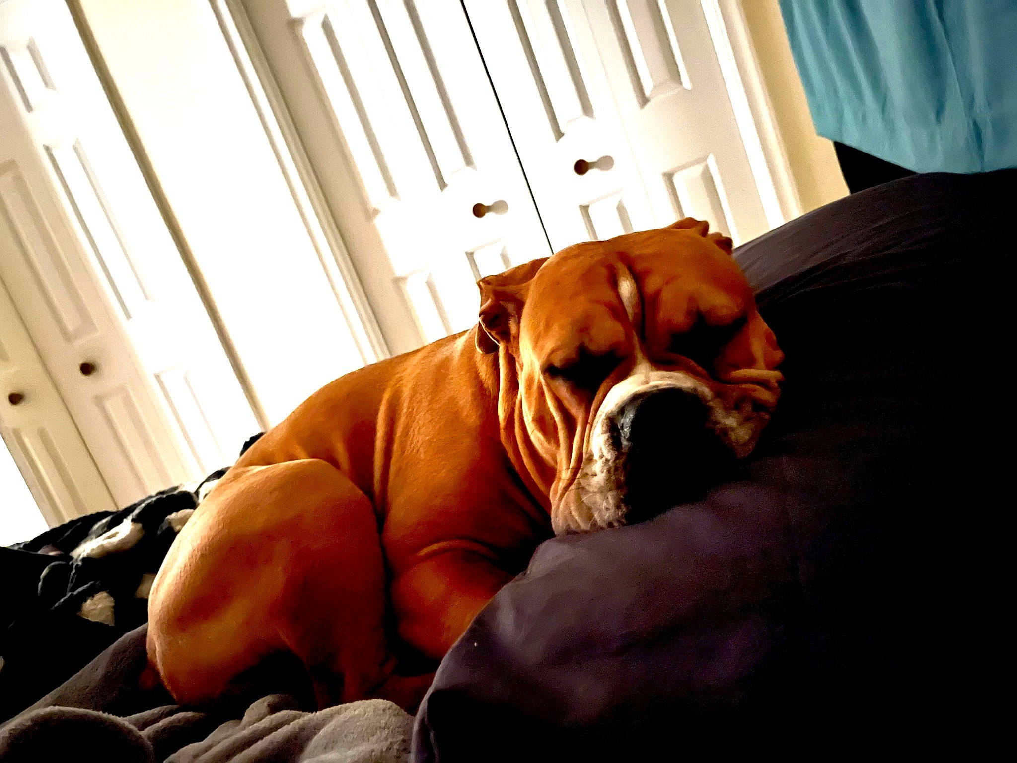 Cash joined the competition — help win amazing prizes! boxer, canidae, carnivore, comfort, companion_dog, dog, dog_breed, dog_supply, fawn, floor, flooring, hardwood, liver, orange, snout, sporting_group, wood, wood_flooring, working_animal, wrinkle