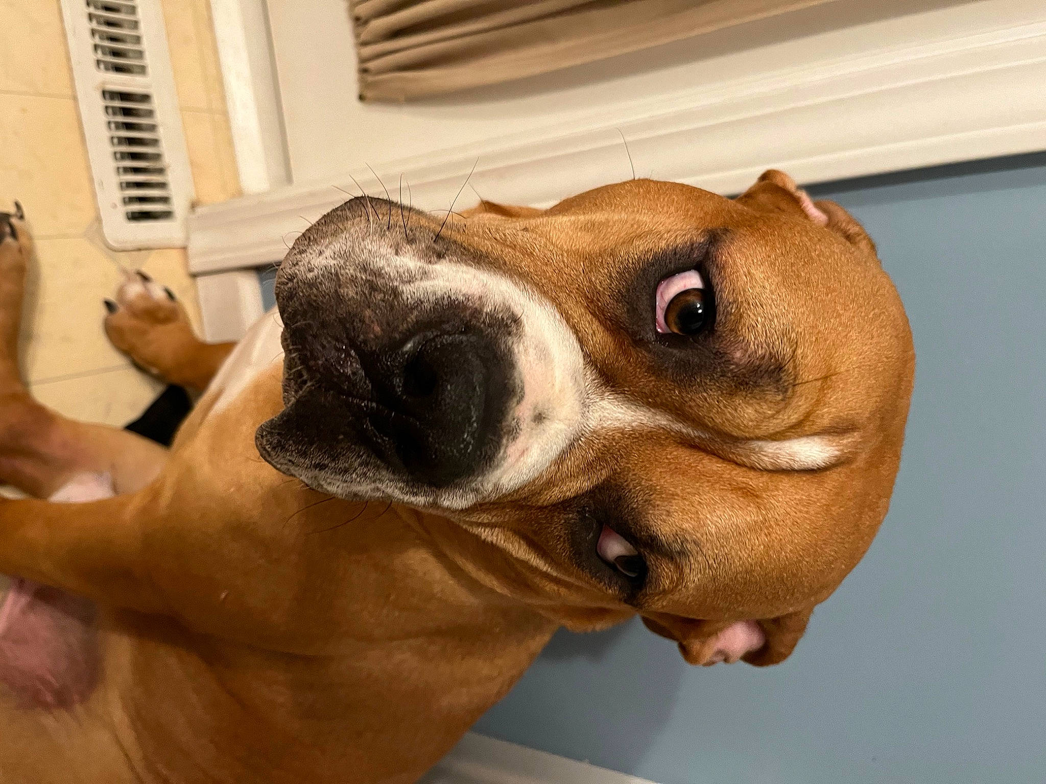 Cash joined the competition — help win amazing prizes! canidae, carnivore, collar, comfort, companion_dog, dog, dog_breed, ear, fawn, fur, gesture, liver, pet_supply, snout, sporting_group, whiskers, window_blind, working_animal, working_dog, wrist