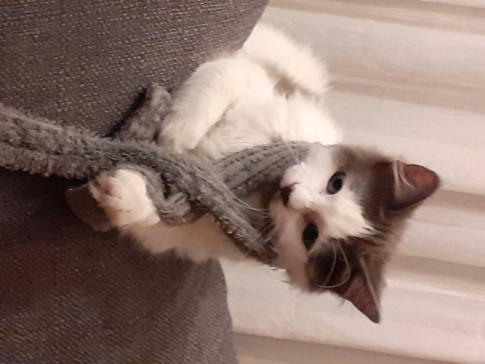 Cookie participe au concours pour gagner de l'argent avec cette photo : balinese, birman, carnivore, cat, cat_bed, claw, comfort, domestic_short_haired_cat, fawn, felidae, fur, grey, paw, siamese, small_to_medium_sized_cats, snout, tail, thai, whiskers