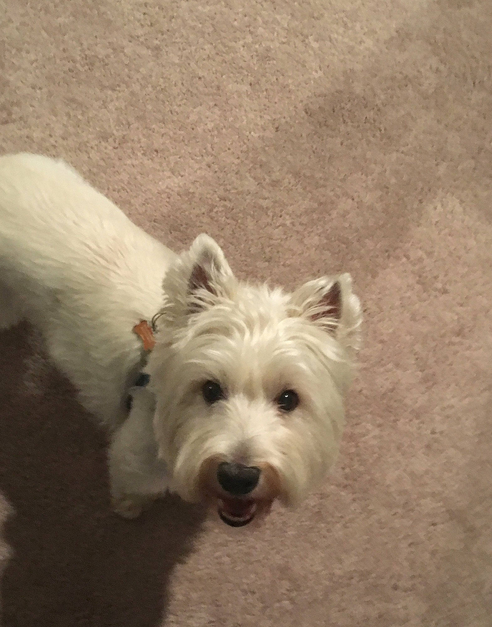 Buddy is registered to the contest to win money with this photo: biewer_terrier, canidae, carnivore, companion_dog, dog, dog_breed, irish_terrier, non_sporting_group, schnauzer, scottish_terrier, small_terrier, tail, terrier, toy_dog, working_animal