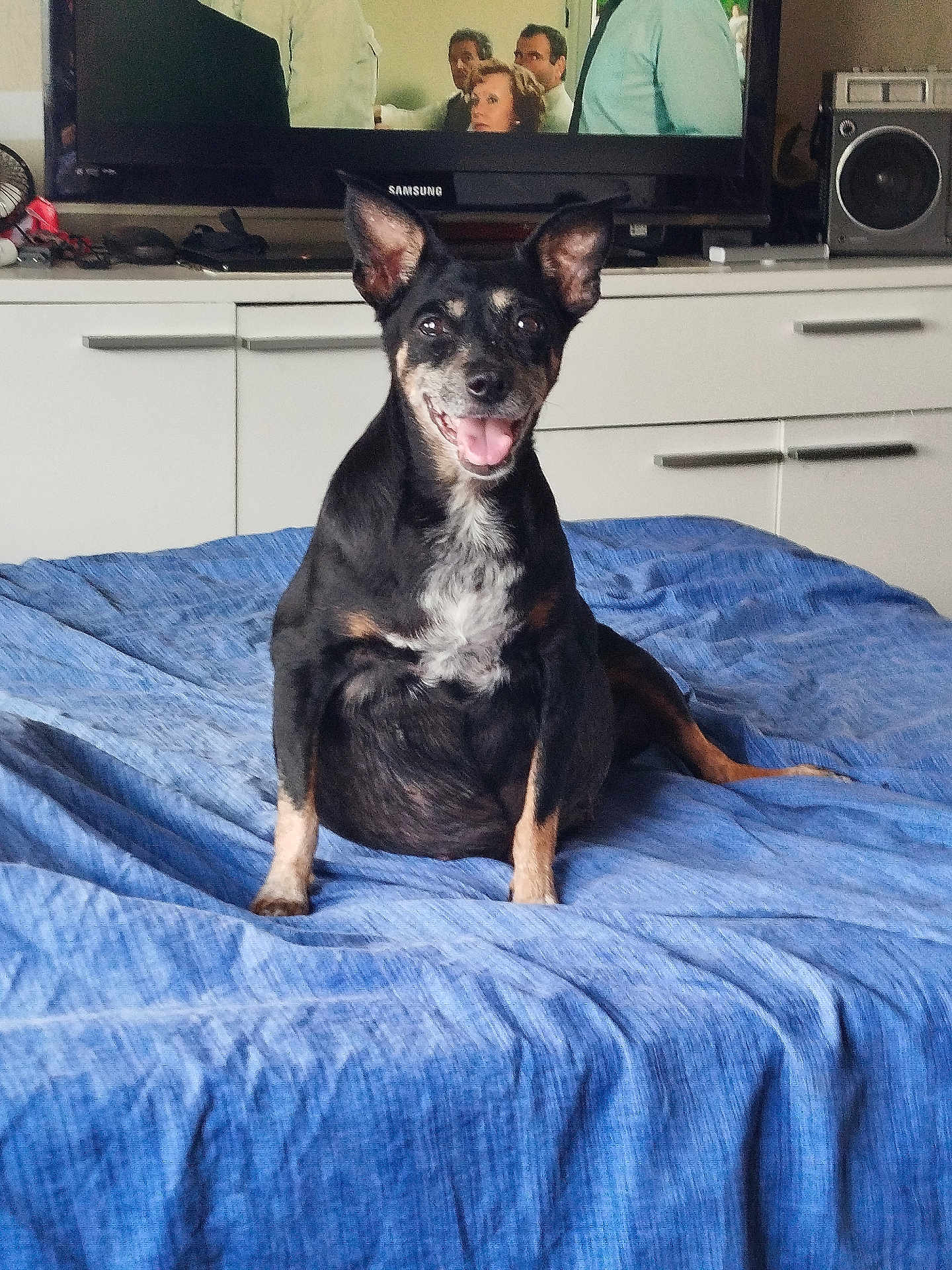 Irka a rejoint le concours — aidez-le/la à gagner de superbes lots ! dog, black_dog, tan_dog, white_chest, bed, blue_bedspread, indoor, living_room, television, furniture, smiling_dog, pet, canine, ears_up, tongue_out, happy, domestic, household, couch, speaker
