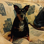 Irka a rejoint le concours — aidez-le/la à gagner de superbes lots ! dog, pet, indoor, couch, furniture, patterned_fabric, black_and_tan, sitting, animal, home, cozy, wall_hanging, calm, looking_at_camera, ears_up, small_dog, domestic_animal, resting, companion, cute