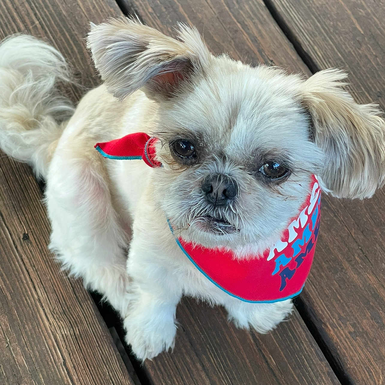 Lil Lilly &amp; Ms. Gracie