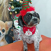 Louna participe au concours pour gagner de l'argent avec cette photo : dog, christmas_hat, christmas_tree, holiday_decorations, bandana, festive, pet, indoor, orange_surface, wall_art, portrait, decorations, christmas, cute, small_dog, holiday_season, pet_accessory, animal, festive_clothing, christmas_theme