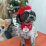 dog, christmas_hat, christmas_tree, holiday_decorations, bandana, festive, pet, indoor, orange_surface, wall_art, portrait, decorations, christmas, cute, small_dog, holiday_season, pet_accessory, animal, festive_clothing, christmas_theme
