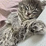 adorable, animal, cat, closeup, cozy, cute, domestic_cat, feline, fluffy, fur, gray, indoor, kitten, paw, pet, relaxed, resting, sleeping, soft, whiskers