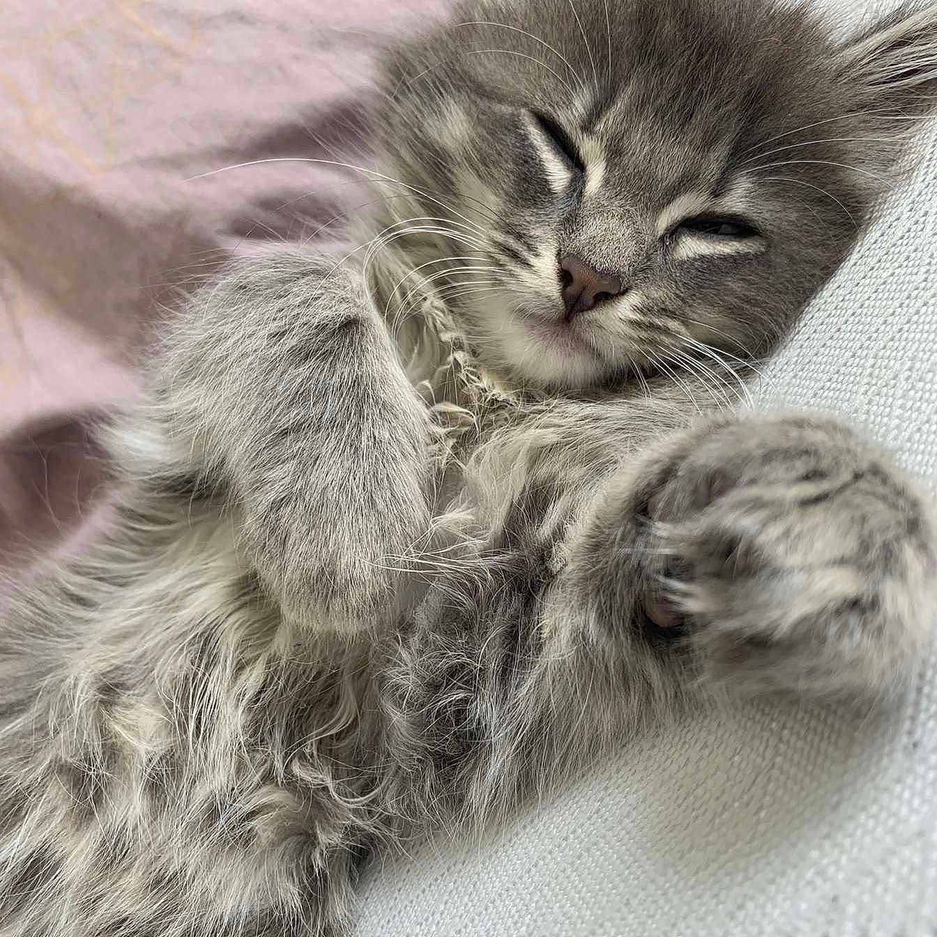 Simba participe au concours pour gagner de l'argent avec cette photo : adorable, animal, cat, closeup, cozy, cute, domestic_cat, feline, fluffy, fur, gray, indoor, kitten, paw, pet, relaxed, resting, sleeping, soft, whiskers