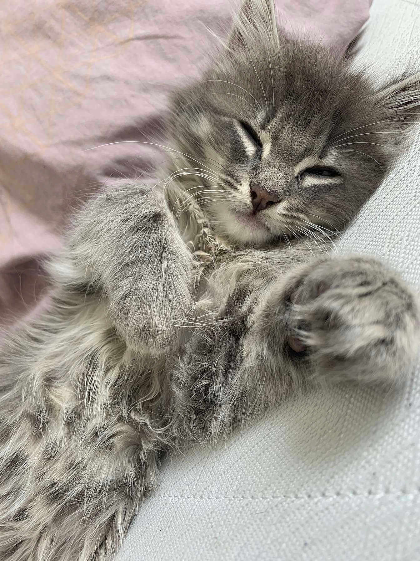 Simba
