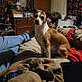 dog, bed, blanket, remote_control, tablet, person, jeans, socks, dresser, mirror, clutter, indoor, brick_wall, curtains, bottle, electronics, room, furniture, casual, cozy