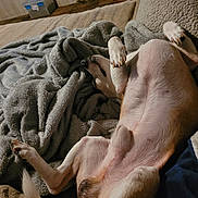 Hatchet joined the competition — help win amazing prizes! dog, lying_down, blanket, cozy, relaxed, paw, fur, indoors, pet, animal, sleeping, comfortable, couch, resting, warm_lighting, canine, snout, tail, claws, soft_texture