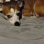 Hatchet is registered to the contest to win money with this photo: dog, pet, lying_down, brown, white, small_dog, indoor, floor, canine, cute, animal, resting, portrait, fur, looking_up, ears, snout, nose, eyes, companion