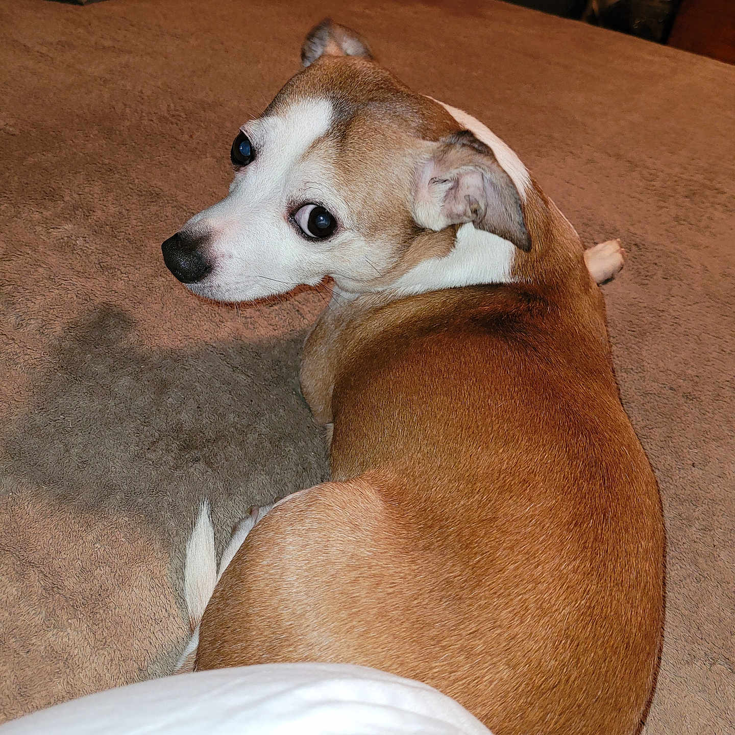 Hatchet is registered to the contest to win money with this photo: animal, brown, carpet, close_up, companion, cute, dog, domestic, ears, eyes, floor, fur, household, indoor, looking_back, pet, relaxed, small_dog, towels, white