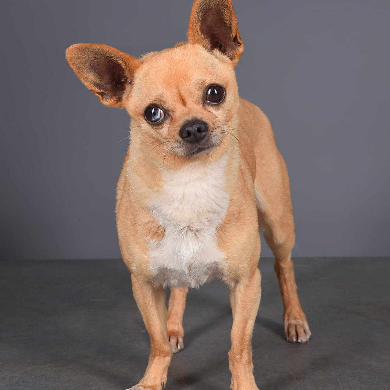 Norton a rejoint le concours — aidez-le/la à gagner de superbes lots ! alert, animal, chihuahua, companion, curious, cute, dog, domestic_animal, ears_up, floor, four_legs, gray_background, head_tilt, pet, portrait, short_hair, small_dog, standing, studio, tan_fur