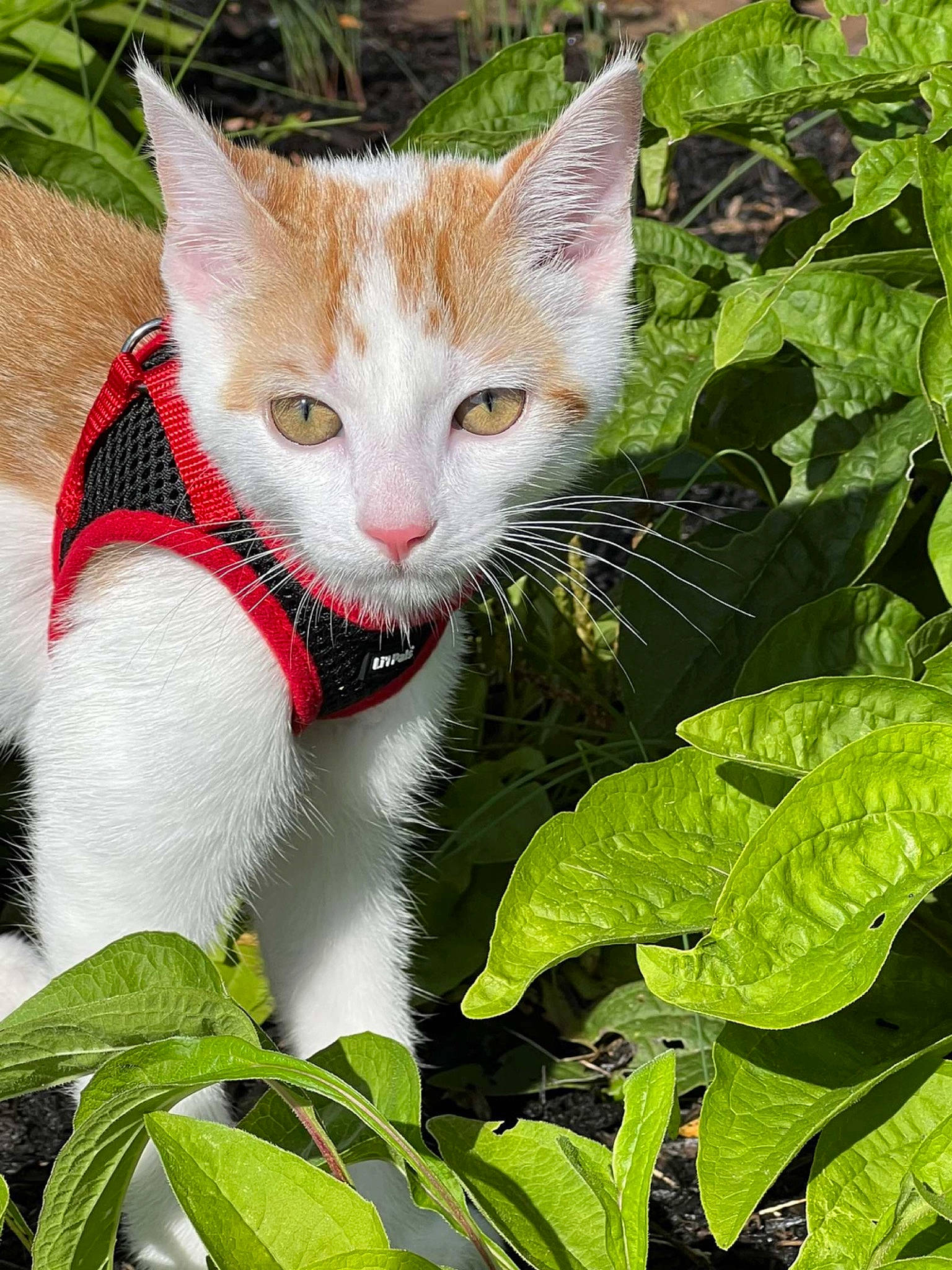Finnn is registered to the contest to win money with this photo: art, carmine, carnivore, cat, collar, domestic_short_haired_cat, fawn, felidae, fur, grass, groundcover, leaf, plant, shrub, small_to_medium_sized_cats, snout, tail, terrestrial_animal, tree, whiskers