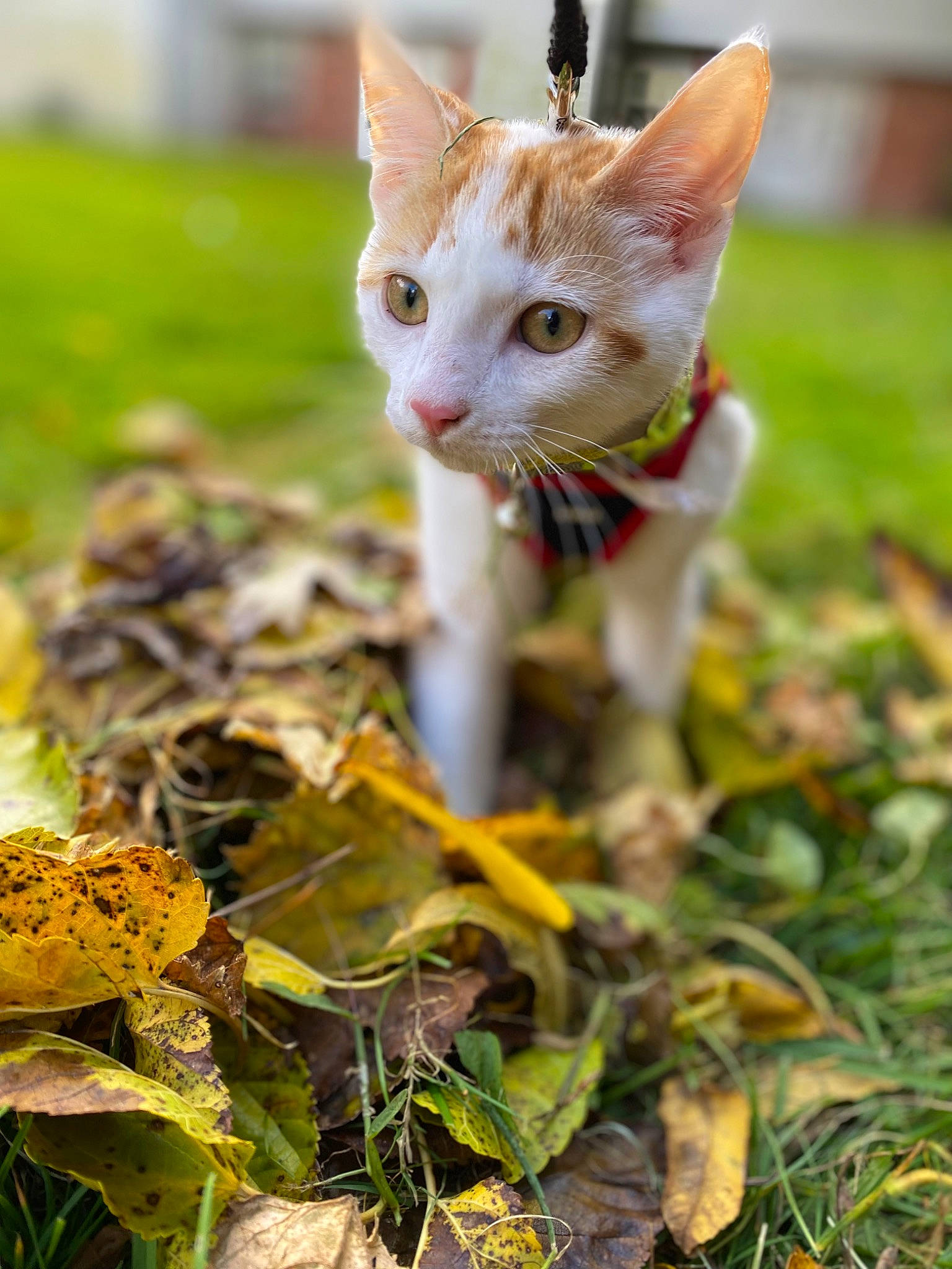 Finnn is registered to the contest to win money with this photo: carnivore, cat, domestic_short_haired_cat, eye, fawn, felidae, fur, grass, herbaceous_plant, natural_landscape, plant, plant_stem, small_to_medium_sized_cats, snout, soil, tail, terrestrial_animal, terrestrial_plant, whiskers, wildlife