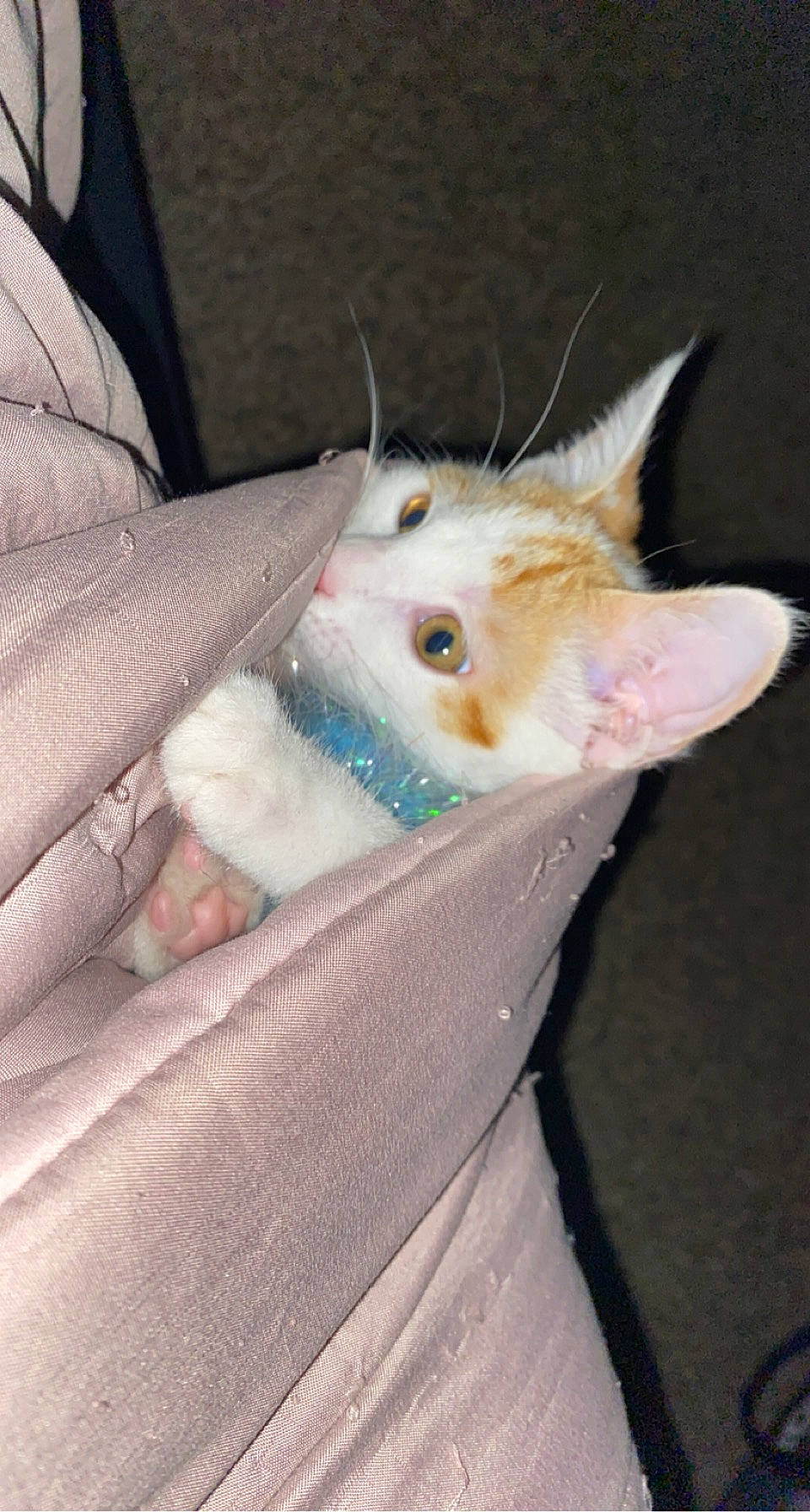 Finnn is registered to the contest to win money with this photo: box, carnivore, cat, claw, comfort, domestic_short_haired_cat, fawn, felidae, fur, gesture, linens, paw, small_to_medium_sized_cats, snout, tail, textile, whiskers