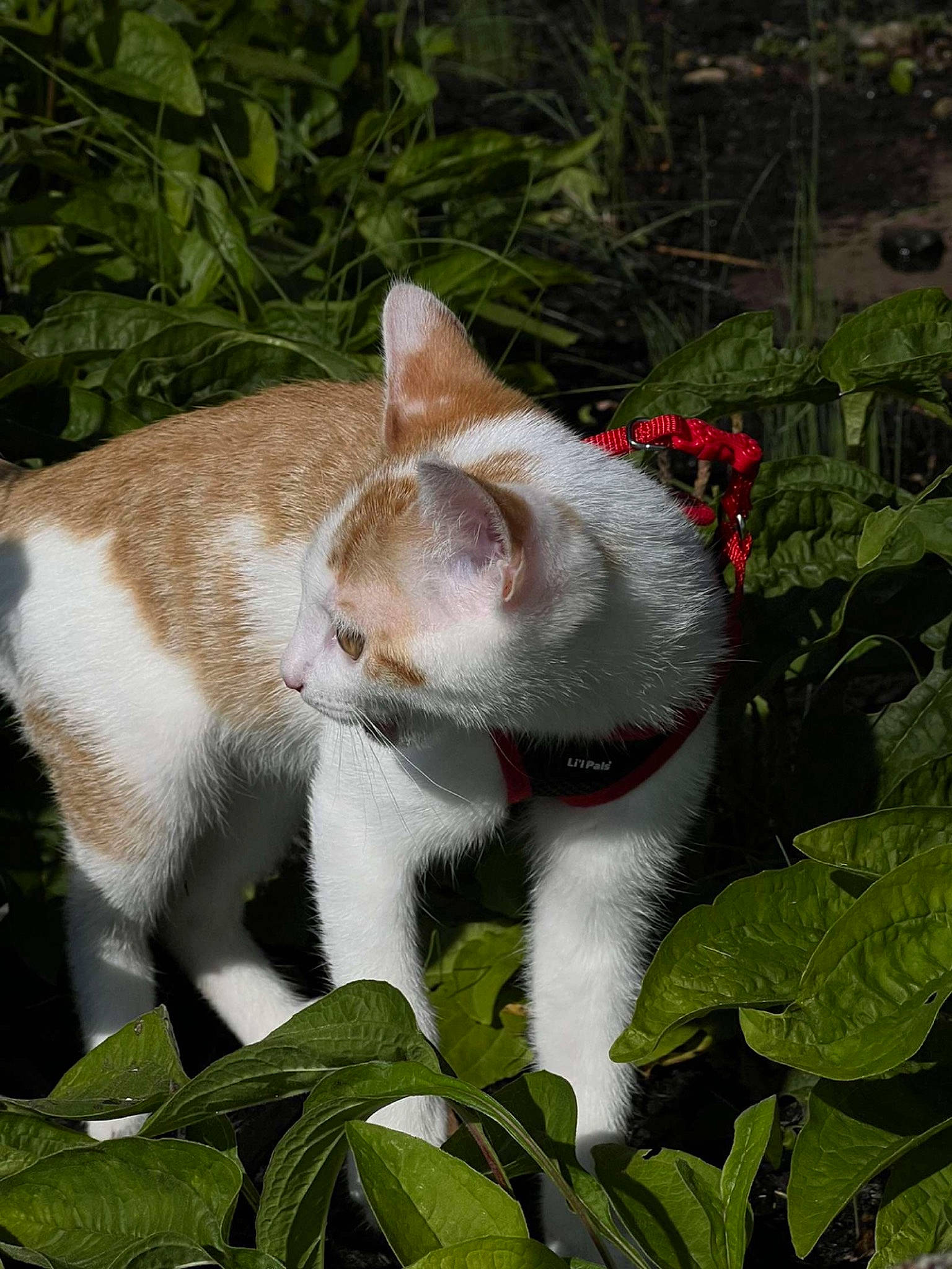 Finnn is registered to the contest to win money with this photo: annual_plant, carnivore, cat, domestic_short_haired_cat, fawn, felidae, flower, fur, grass, groundcover, herb, herbaceous_plant, houseplant, paw, petal, plant, small_to_medium_sized_cats, snout, tail, whiskers