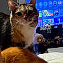 cat, calico_cat, orange_fur, indoor, television, blurred_background, pet, feline, whiskers, curious, close_up, bed, blanket, soft_fur, domestic_animal, living_room, cozy, animal_tail, two_cats, household