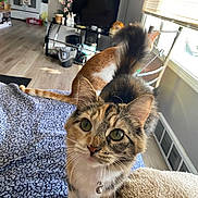 Mama Girl is registered to the contest to win money with this photo: cat, two_cats, indoor, living_room, curious, bell_collar, window, blinds, blanket, orange_cat, tabby_cat, feline, pet, home, floor, television, kitchen, chair, natural_light, cozy