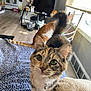 cat, two_cats, indoor, living_room, curious, bell_collar, window, blinds, blanket, orange_cat, tabby_cat, feline, pet, home, floor, television, kitchen, chair, natural_light, cozy