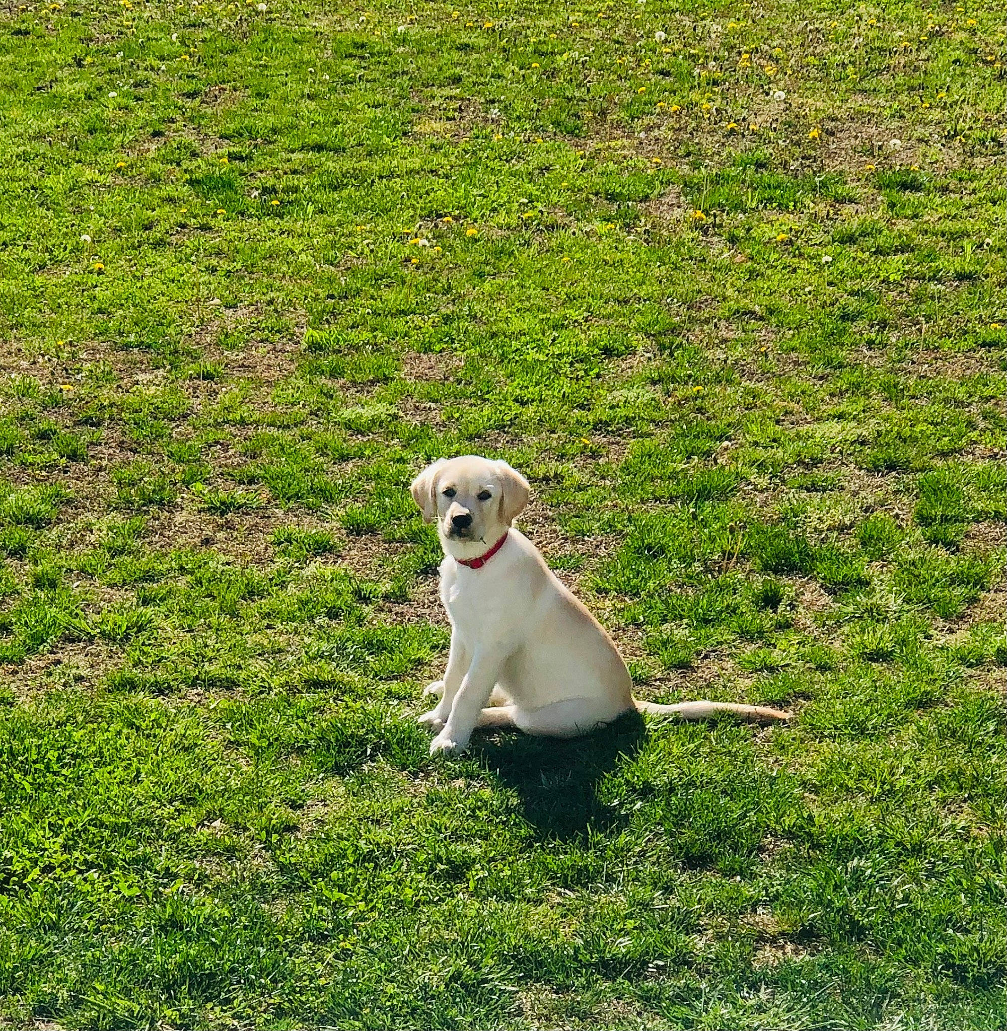 Mason is registered to the contest to win money with this photo: canidae, carnivore, companion_dog, dog, dog_breed, fawn, field, grass, grass_family, grassland, groundcover, lawn, meadow, pasture, people_in_nature, plant, shrub, sporting_group, tail, working_animal