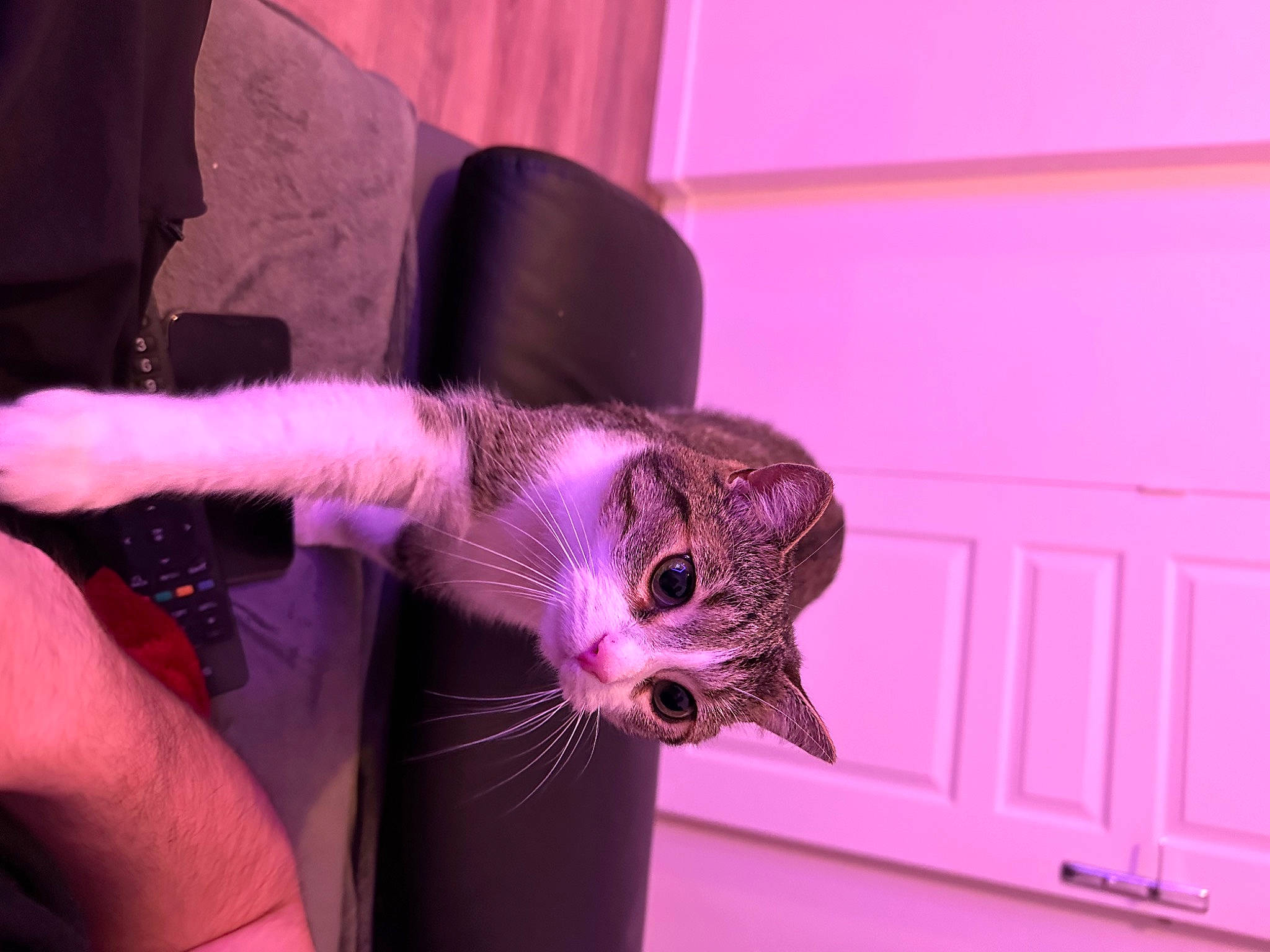 Hope participe au concours pour gagner de l'argent avec cette photo : carnivore, cat, claw, comfort, electric_blue, fashion_accessory, felidae, fur, gesture, hat, magenta, nail, pink, purple, small_to_medium_sized_cats, tail, thumb, violet, whiskers, wrist