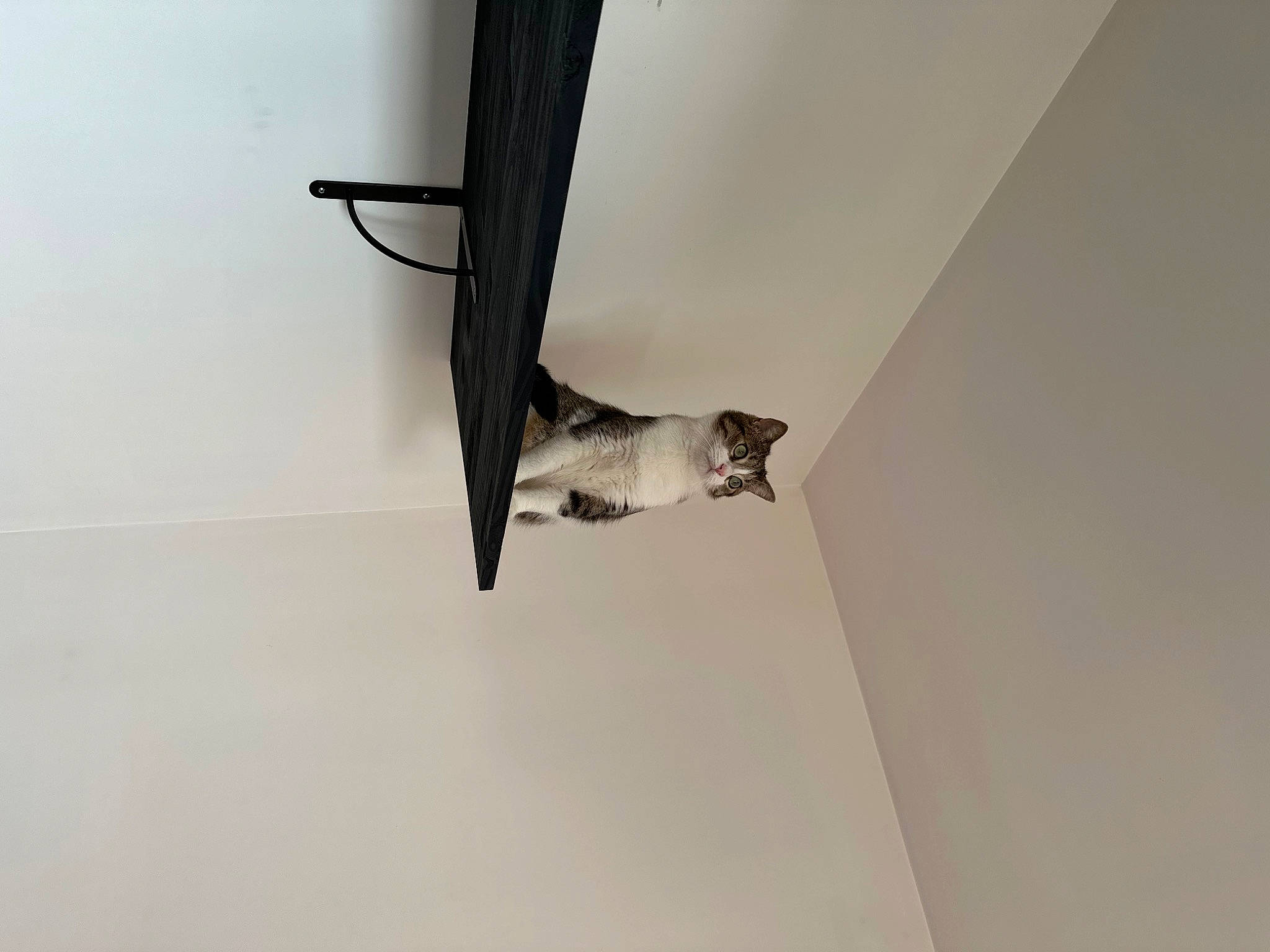 Hope a rejoint le concours — aidez-le/la à gagner de superbes lots ! building, carnivore, ceiling, door, felidae, flooring, hardwood, house, metal, monochrome_photography, plaster, room, sculpture, shadow, small_to_medium_sized_cats, sporting_group, tail, tree, visual_arts, wood