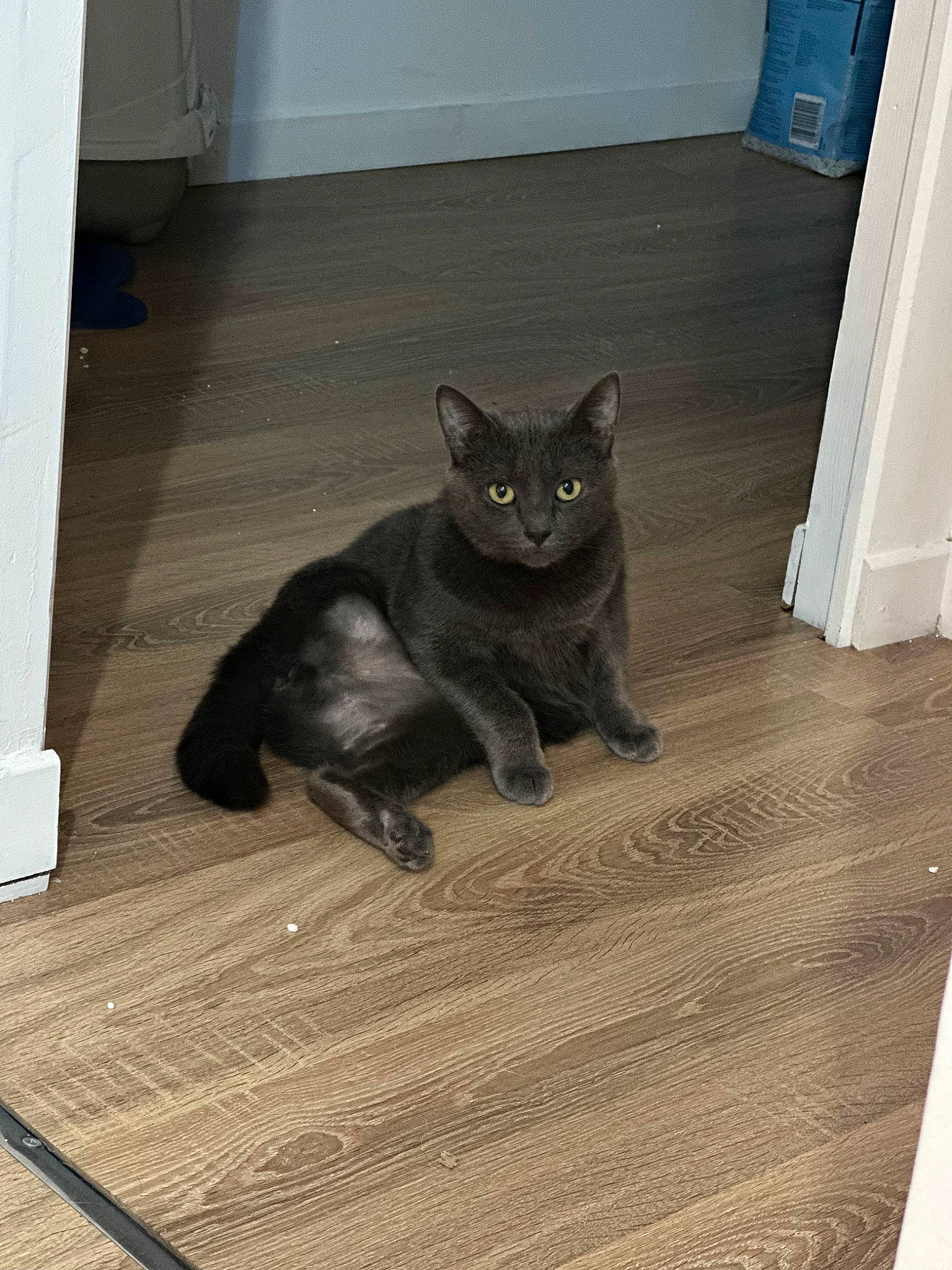 Aby participe au concours pour gagner de l'argent avec cette photo : black_cat, bombay, carnivore, cat, domestic_short_haired_cat, door, felidae, floor, flooring, fur, grey, hardwood, laminate_flooring, small_to_medium_sized_cats, snout, tail, whiskers, wood, wood_flooring, wood_stain