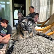 Stubby joined the competition — help win amazing prizes! kitten, cat, tortoiseshell, couch, indoor, furniture, person, blurred_background, animal, pet, close_up, resting, curious, young_cat, domestic_cat, texture, natural_light, living_room, relaxing, armrest