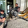 kitten, cat, tortoiseshell, couch, indoor, furniture, person, blurred_background, animal, pet, close_up, resting, curious, young_cat, domestic_cat, texture, natural_light, living_room, relaxing, armrest