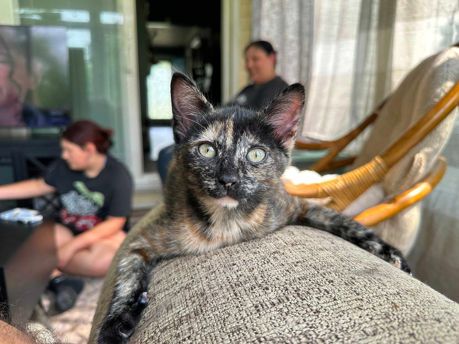 Stubby joined the competition — help win amazing prizes! kitten, cat, tortoiseshell, couch, indoor, furniture, person, blurred_background, animal, pet, close_up, resting, curious, young_cat, domestic_cat, texture, natural_light, living_room, relaxing, armrest
