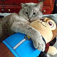 Blue is registered to the contest to win money with this photo: cat, plush_toy, stuffed_animal, gray_cat, hugging, cuddling, soft_surface, furniture, drawer, indoor, pet, animal, cute, relaxed, toy, blue_outfit, brown, cozy, paw, lying_down