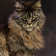 Pommery a rejoint le concours — aidez-le/la à gagner de superbes lots ! cat, maine_coon, feline, fur, green_eyes, portrait, animal, pet, whiskers, long_hair, close_up, mammal, indoor, looking, majestic, fluffy, ears, face, wild, alert