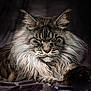 Pommery participe au concours pour gagner de l'argent avec cette photo : cat, maine_coon, feline, long_hair, green_eyes, portrait, animal, pet, whiskers, fur, close_up, muzzle, ears, lying_down, indoor, majestic, relaxed, soft_light, detailed, fluffy