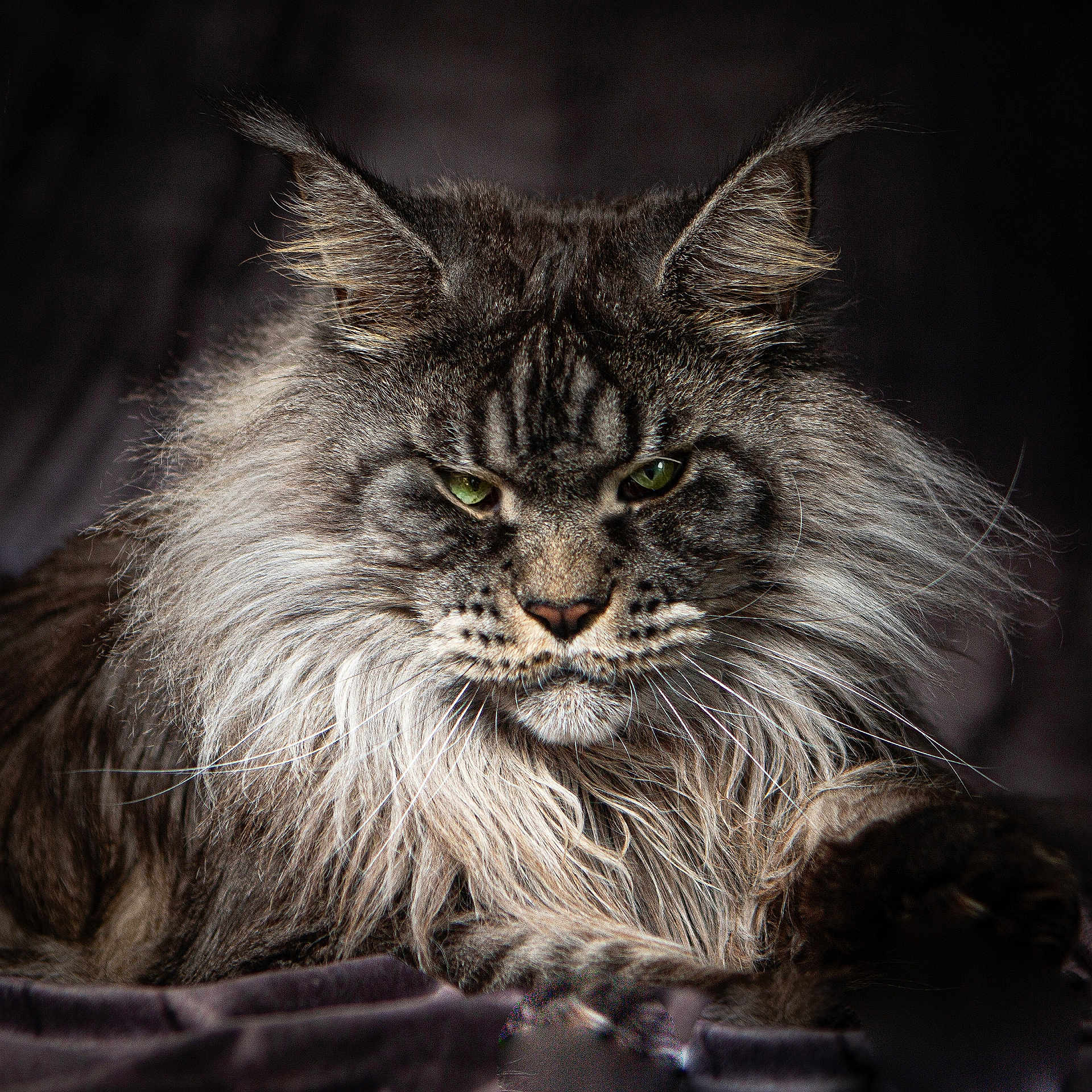 Pommery participe au concours pour gagner de l'argent avec cette photo : cat, maine_coon, feline, long_hair, green_eyes, portrait, animal, pet, whiskers, fur, close_up, muzzle, ears, lying_down, indoor, majestic, relaxed, soft_light, detailed, fluffy