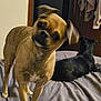 dog, bed, indoor, animal, pet, curious, head_tilt, brown_dog, black_dog, blanket, furniture, relaxed, two_animals, canine, domestic_animal, resting, room, cozy, companion, friendship