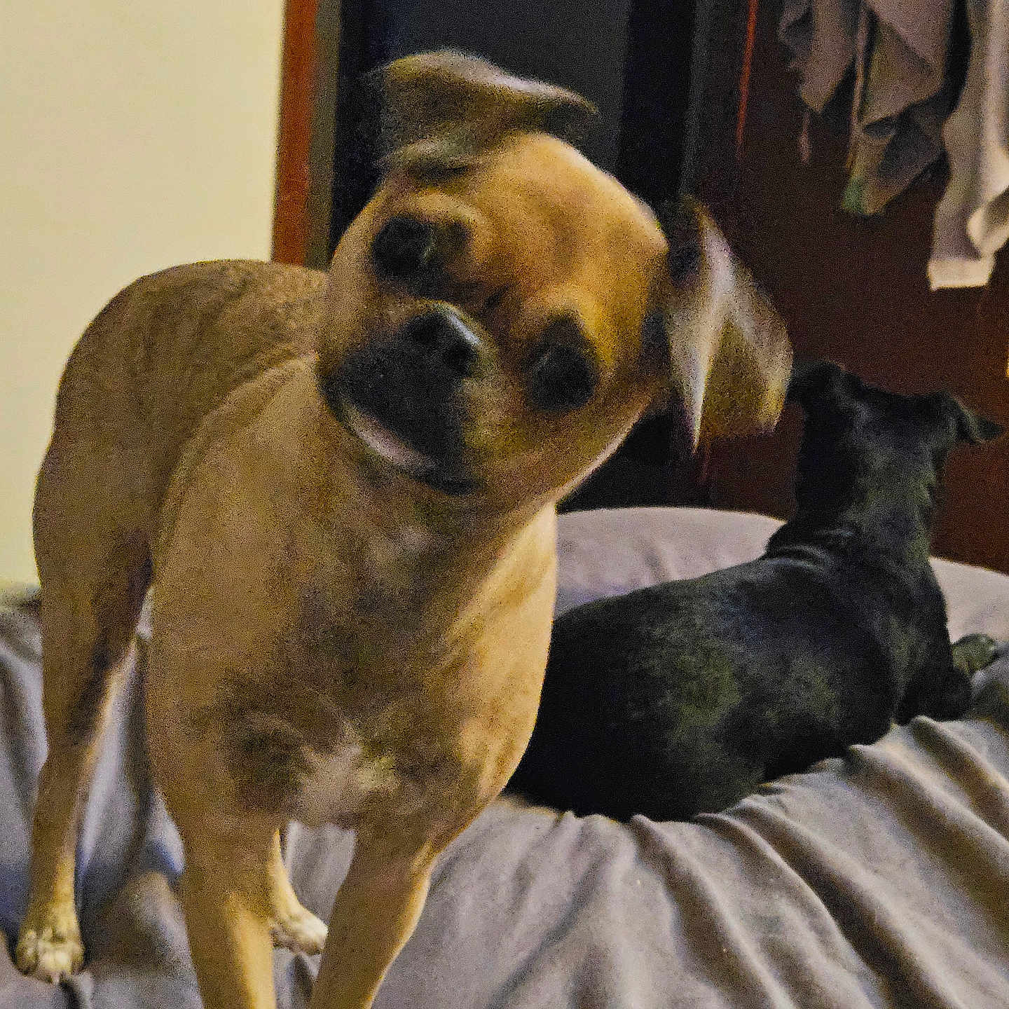 Cakes joined the competition — help win amazing prizes! animal, bed, black_dog, blanket, brown_dog, canine, companion, cozy, curious, dog, domestic_animal, friendship, furniture, head_tilt, indoor, pet, relaxed, resting, room, two_animals