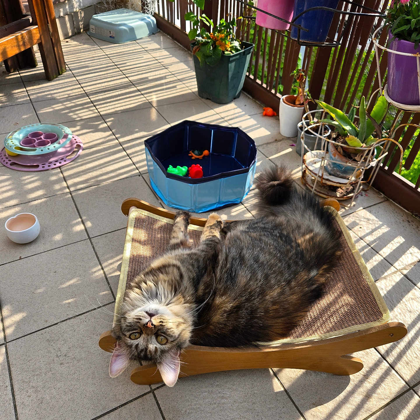 Yumi a rejoint le concours — aidez-le/la à gagner de superbes lots ! animal, architecture, balcony, box, building, cat, cookware, flower, furniture, housing, indoors, jar, pet, plant, planter, pot, pottedplant, pottery, vase, wood