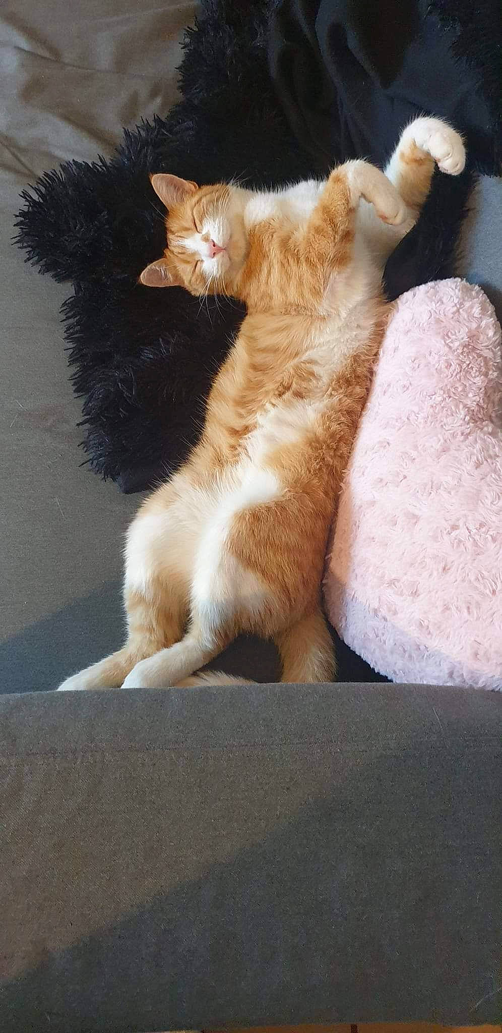 Rio participe au concours pour gagner de l'argent avec cette photo : art, canidae, carnivore, cat, claw, comfort, companion_dog, domestic_short_haired_cat, fawn, felidae, foot, fur, human_leg, paw, shadow, small_to_medium_sized_cats, snout, tail, whiskers, wood