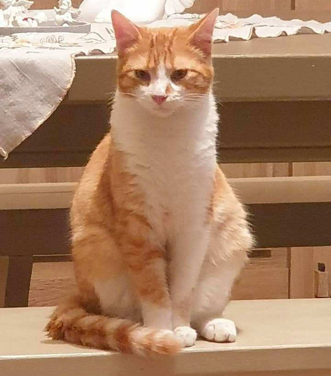 Rio a rejoint le concours — aidez-le/la à gagner de superbes lots ! carnivore, cat, claw, domestic_short_haired_cat, eye, fawn, felidae, fur, paw, sitting, small_to_medium_sized_cats, snout, tail, terrestrial_animal, whiskers, window, wood