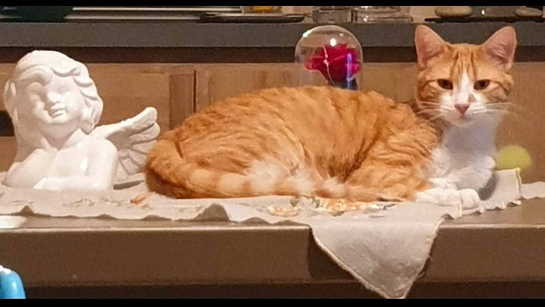 Rio a rejoint le concours — aidez-le/la à gagner de superbes lots ! art, artifact, bed, carnivore, carving, cat, comfort, domestic_short_haired_cat, fawn, felidae, fur, hardwood, paw, room, sculpture, small_to_medium_sized_cats, statue, tail, whiskers, wood