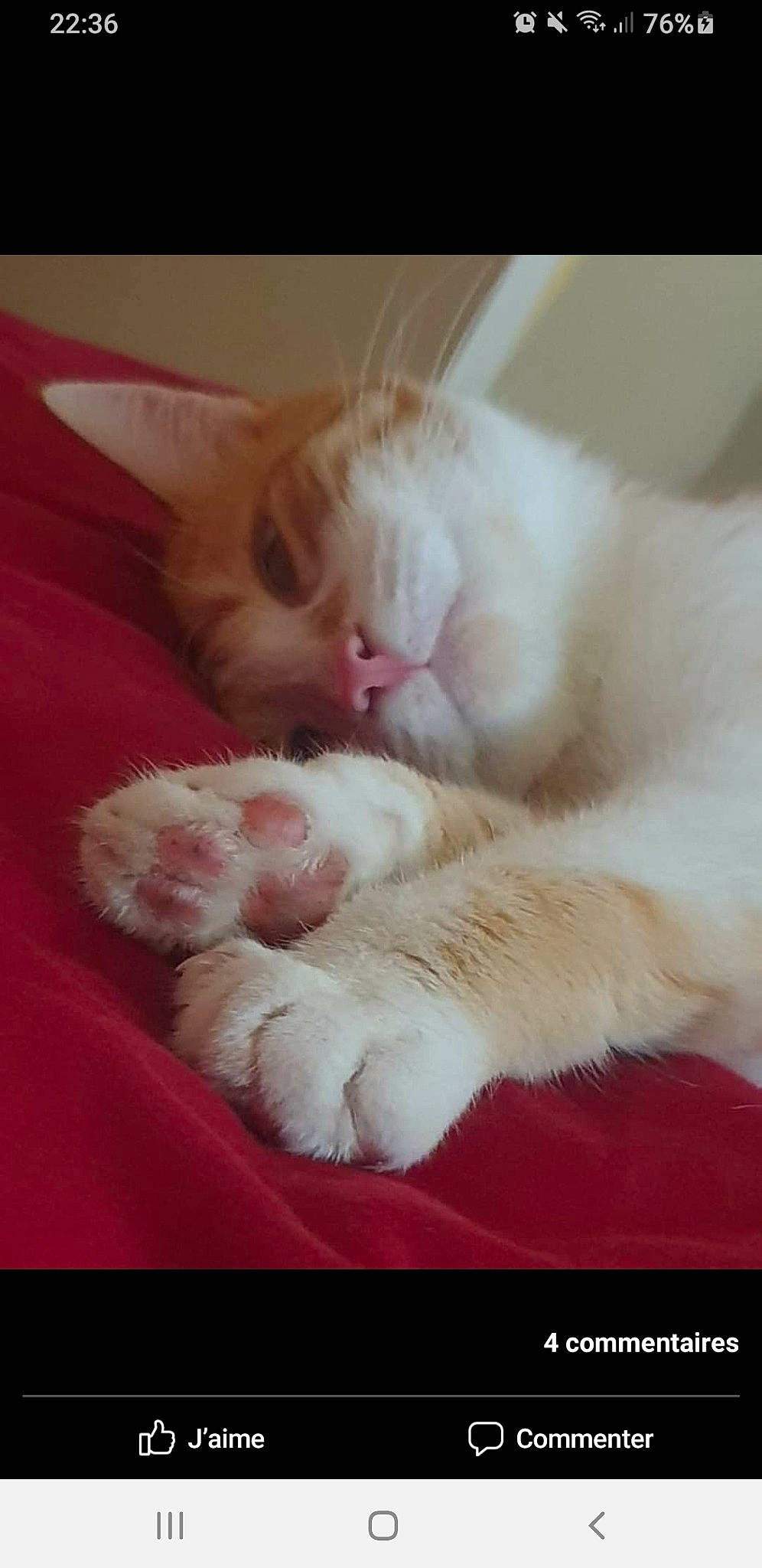 Rio a rejoint le concours — aidez-le/la à gagner de superbes lots ! carnivore, cat, claw, comfort, domestic_short_haired_cat, fawn, felidae, foot, fur, nap, paw, sleep, small_to_medium_sized_cats, snout, tail, whiskers