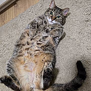 Sugar joined the competition — help win amazing prizes! cat, tabby, pet, animal, feline, lying_down, carpet, indoor, cute, relaxed, paws, fur, whiskers, green_eyes, belly_up, tail, playful, domestic_cat, closeup, mammal