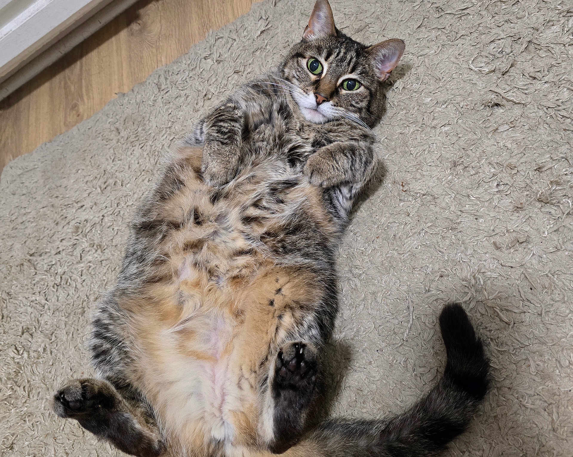 Sugar joined the competition — help win amazing prizes! cat, tabby, pet, animal, feline, lying_down, carpet, indoor, cute, relaxed, paws, fur, whiskers, green_eyes, belly_up, tail, playful, domestic_cat, closeup, mammal