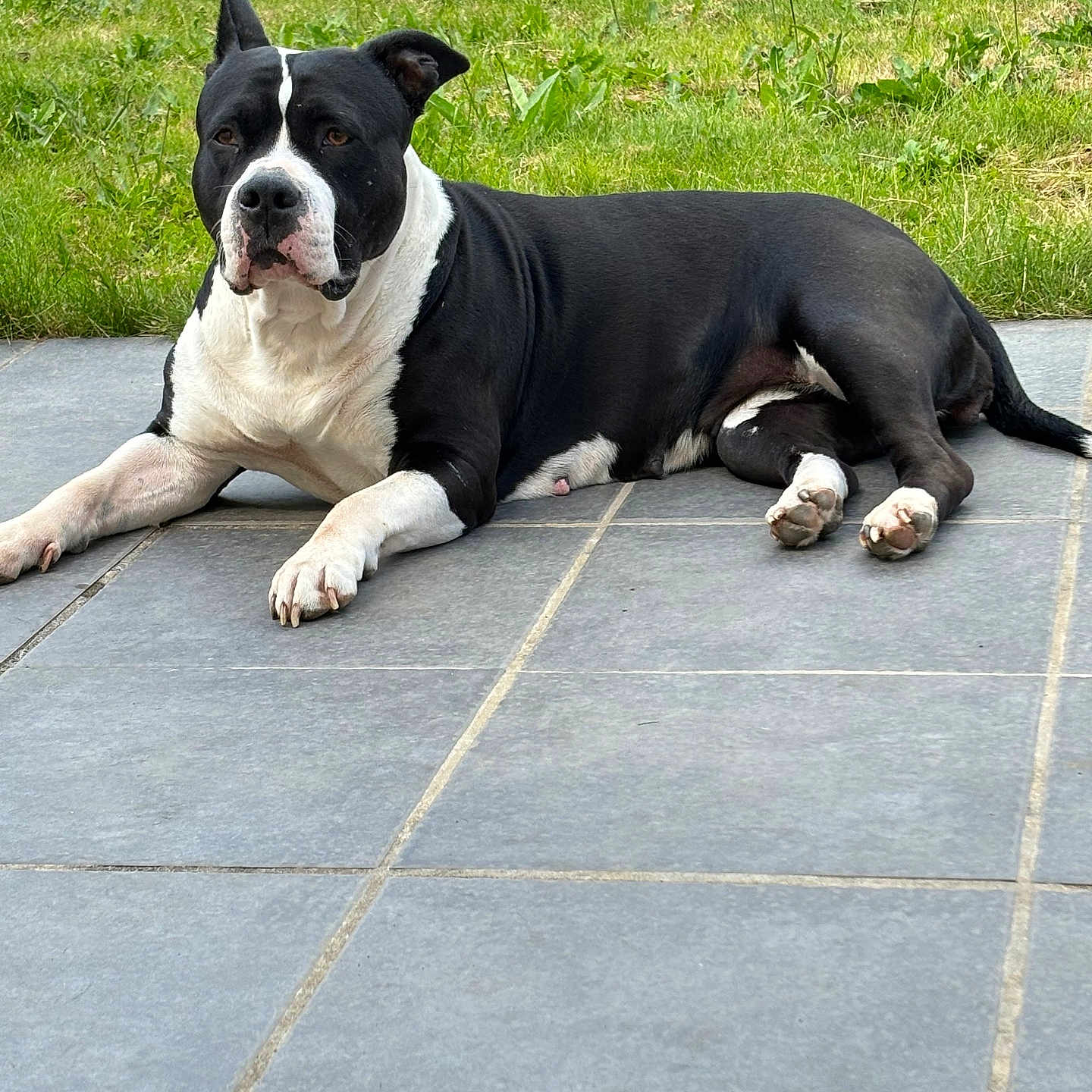 Milka a rejoint le concours — aidez-le/la à gagner de superbes lots ! animal, black_and_white, canine, dog, domestic, ears, fur, garden, grass, lying_down, nature, outdoor, patio, paws, pet, relaxation, resting, snout, summer, tile_floor