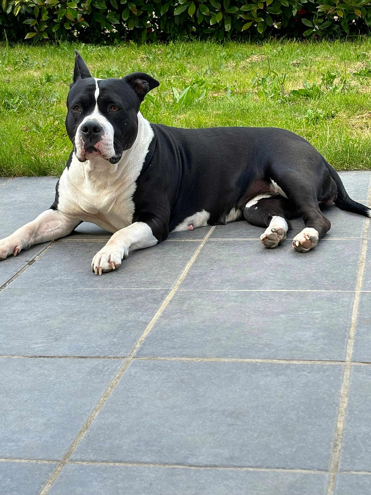 Milka a rejoint le concours — aidez-le/la à gagner de superbes lots ! dog, black_and_white, lying_down, outdoor, grass, patio, tile_floor, canine, pet, resting, nature, animal, fur, ears, paws, snout, relaxation, summer, garden, domestic